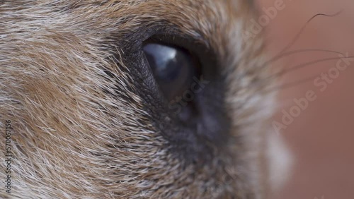 Macro shot. A sleepy dog. Close up of a dog's eye. Slow motion. Cute, sad dog. (ID: 570067156)