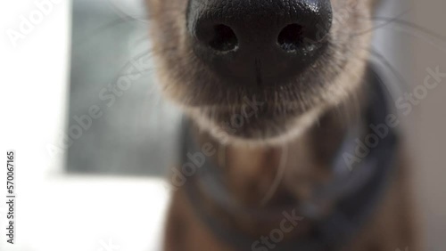 Dog snout. Dog licking its snout with its tongue in slow motion. Close up (ID: 570067165)