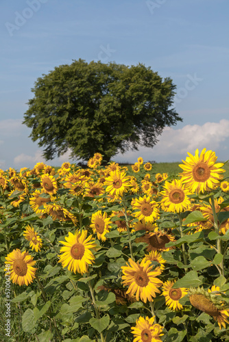 Sunflowers field in the Eifel at Blankenheim, North Rhine-Westphalia, Germany
