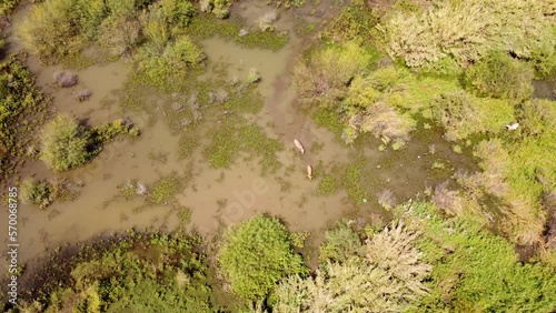 Aerial view of a cow in shallow water vegetation, Sea of Galilee, Israel. photo