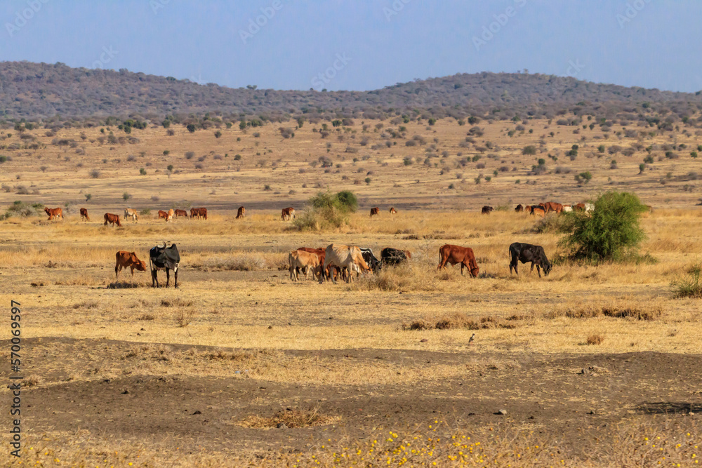 Herd of zebu cattles on a pasture in Tanzania