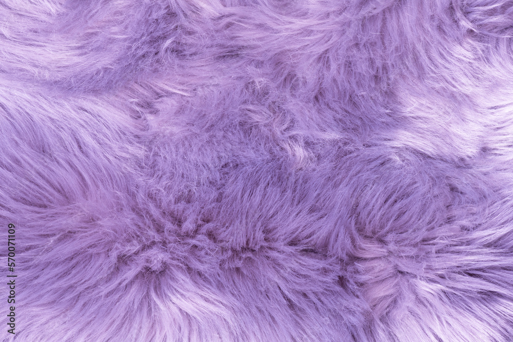 Fototapeta premium Purple fur texture top view. Purple or lilac sheepskin background. Fur pattern. Texture of lilac shaggy fur. Wool texture. Sheep fur close up