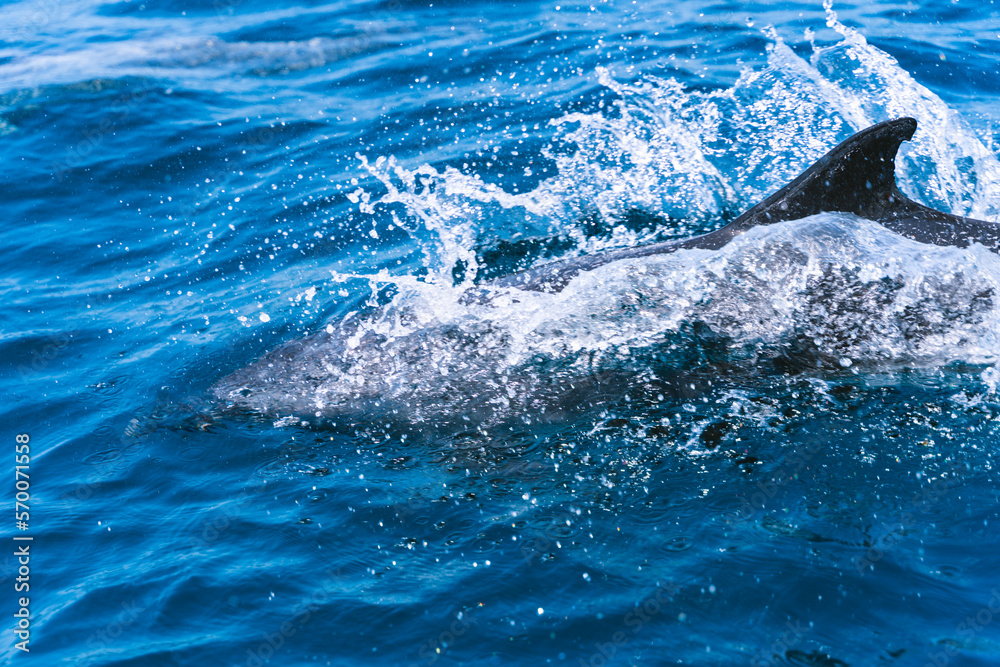 Fototapeta premium Dolphin fin sticking out of the sea water