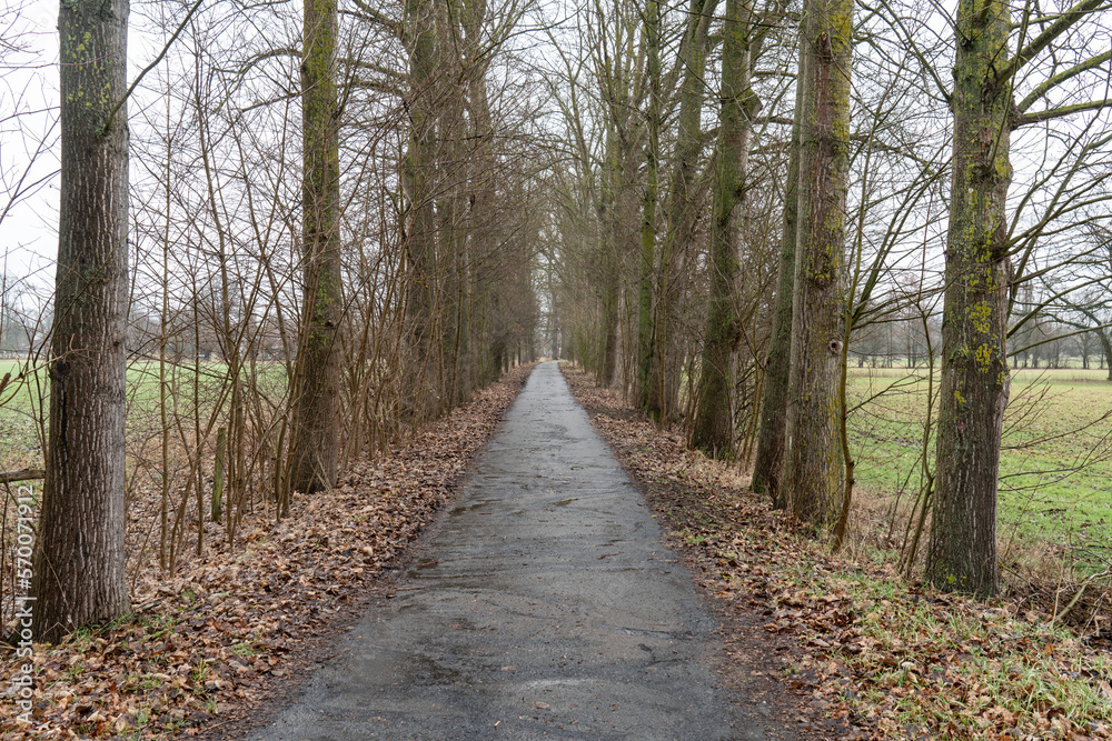 Fototapeta premium Allee im Wendland an der Elbe