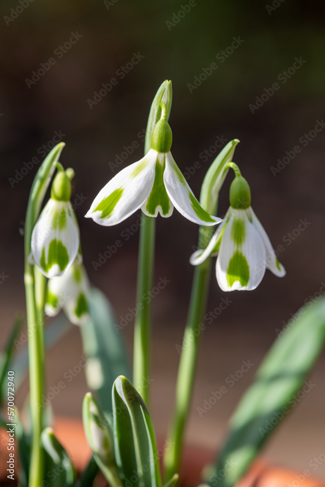 Close up of galanthus Phil Cornish snowdrops in bloom