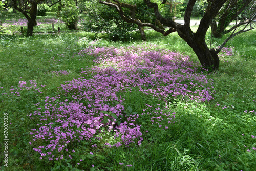 Fototapeta Naklejka Na Ścianę i Meble -  イモカタバミ　森の花園