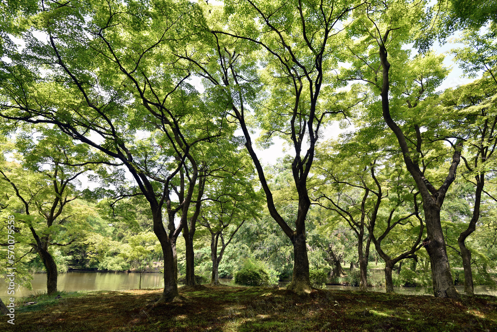 新緑の森