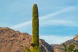 Towering saguaro cactus in hills of arizona with mountain background in nature with blue and white sky in sonora desert
