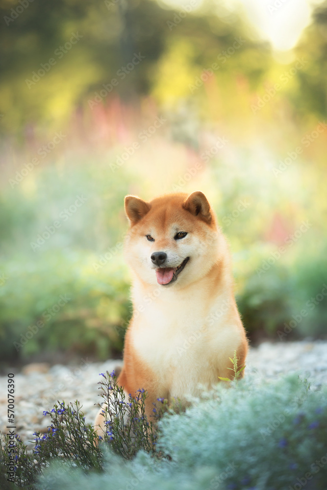 portrait of Beautiful and happy red Shiba inu dog sitting in the park at golden sunset in summer. Cute japanese shiba inu dog is sitting outside portrait of Beautiful and happy red Shiba inu dog sitting in the park at golden sunset in summer. Cute japanese shiba inu dog is sitting outside