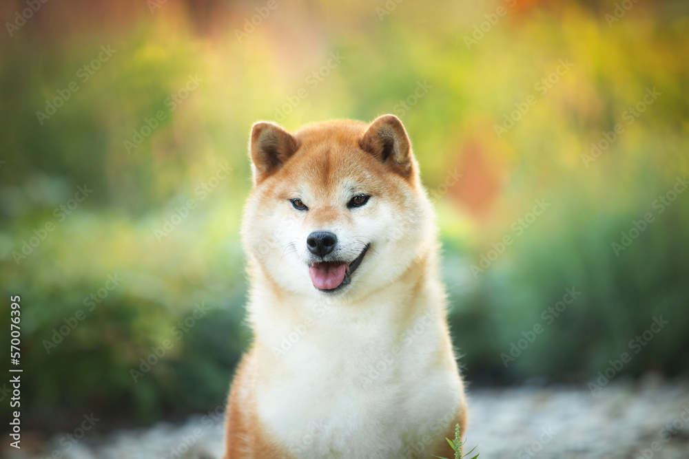Close-up portrait of Beautiful and happy red Shiba inu dog sitting in the park at golden sunset in summer. Cute japanese shiba inu dog is sitting outside