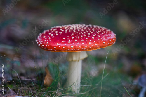 Fly agaric or amanita muscaria mushrooms fungi with dark blur forest background 