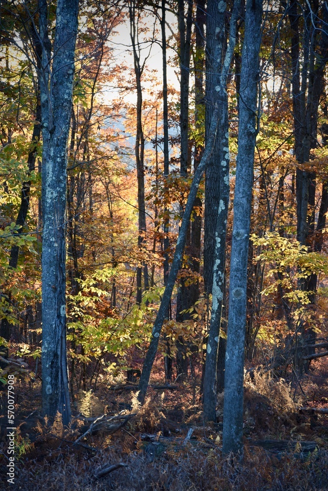 Fototapeta premium Peaceful fall afternoon in the Pennsylvania woods. 