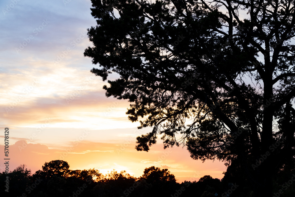 Fototapeta premium Silhouette of large tree and sunset background