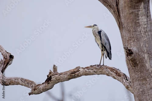 Grey Heron  Ardea cinerea  in the water  blurred grass in background  on the tree
