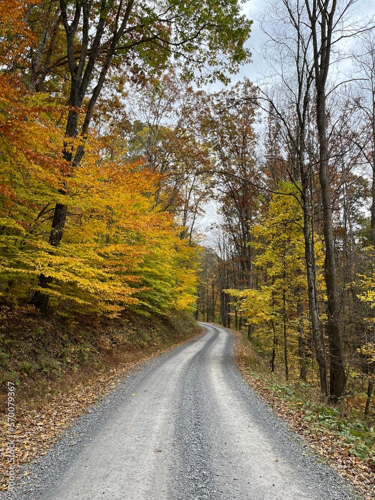 road in autumn forest road in autumn forest