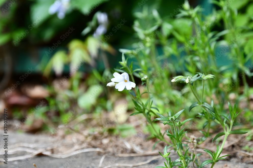 A white flower with 4 leaves on a garden