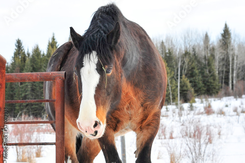 Brown colored Clydesdale horse walking along rustic metal fence on winter day in pasture photo