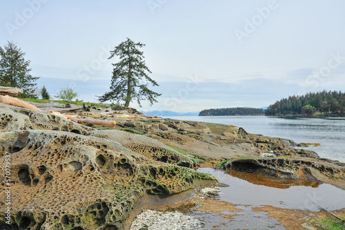 lone tree on rock formation along ocean shoreline at Drumbeg Provincial park, Gabriola Island, British Columbia photo