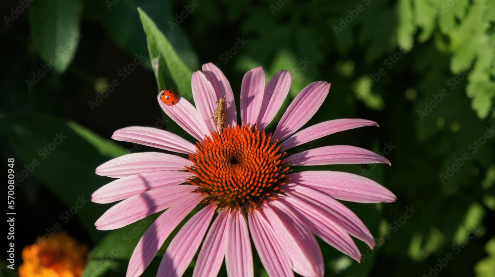 Obraz premium Echinacea purpurea or coneflower pink flower in the garden design.
