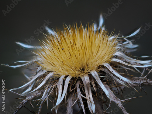 Carlina hispanica photo