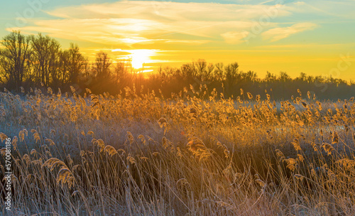 Reed along the edge of a frozen lake under a blue sky in sunlight at sunrise in winter, Almere, Flevoland, The Netherlands, February 8, 2023