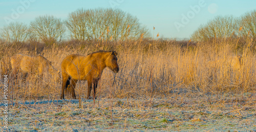 Horse in a grassy frosty white field in bright sunlight at sunrise below a blue sky in winter, Almere, Flevoland, The Netherlands, February 8, 2023 © Naj