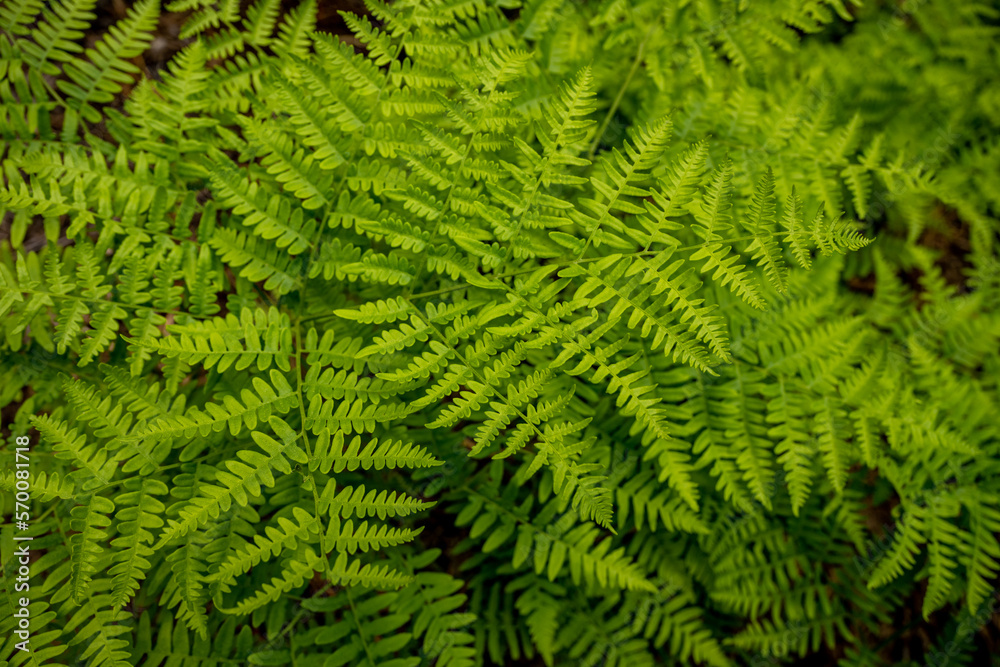 Happy Ferns Spread Across the Forest Floor Happy Ferns Spread Across the Forest Floor