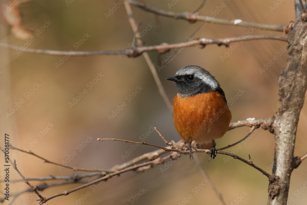daurian redstart on a perch daurian redstart on a perch