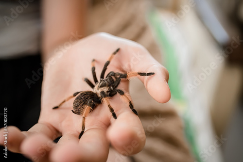 A terrible spider on a teenager's arm. The tarantula spider is a pet. The child plays with a wild animal. Wild Animal Day