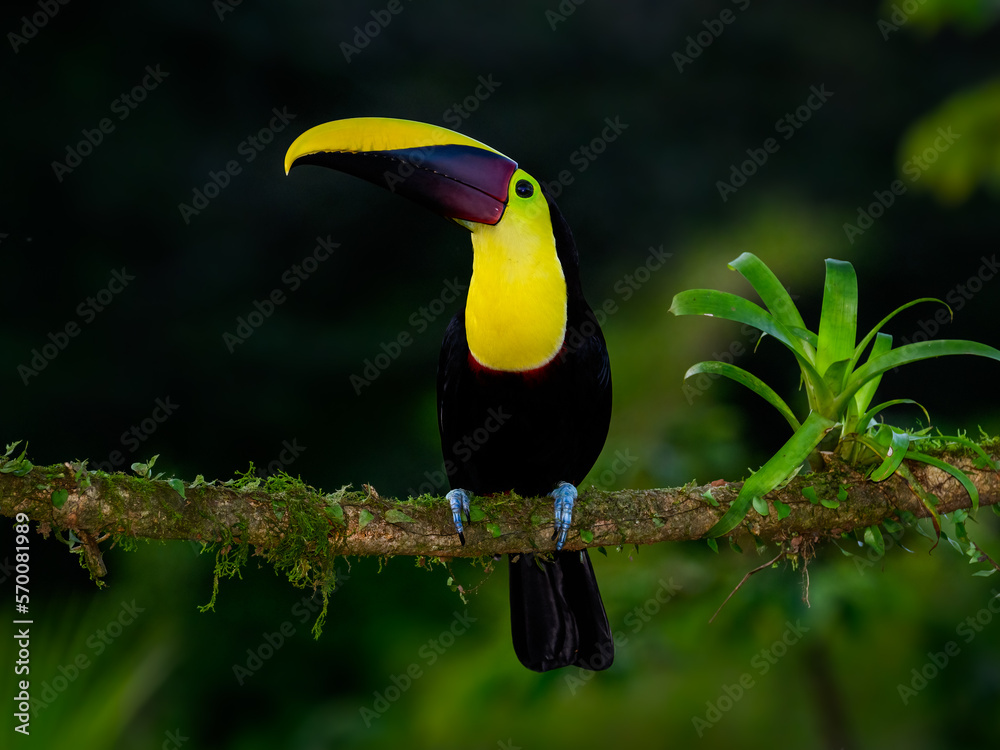 Fototapeta premium Yellow-throated Toucan portrait on mossy stick against dark green background