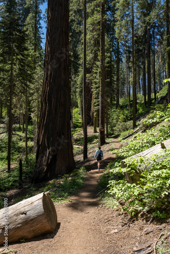 Hiker Passes Large Sequoia Tree Along Dirt Trail