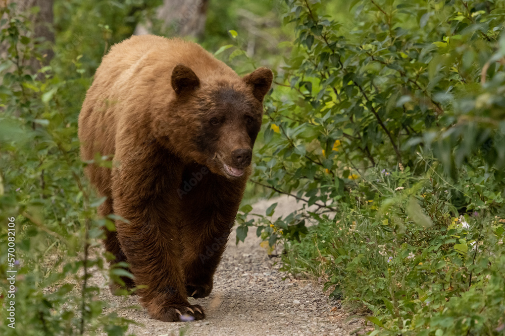 Large Cinnamon Black Bear Wanders Down Narrow Gravel Trail