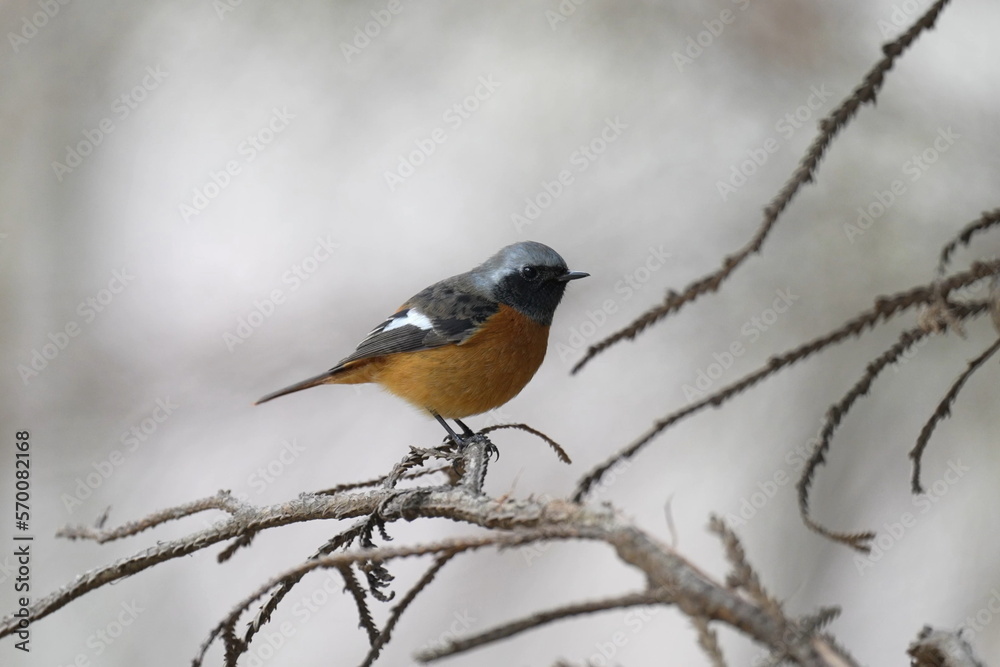daurian redstart on a perch daurian redstart on a perch