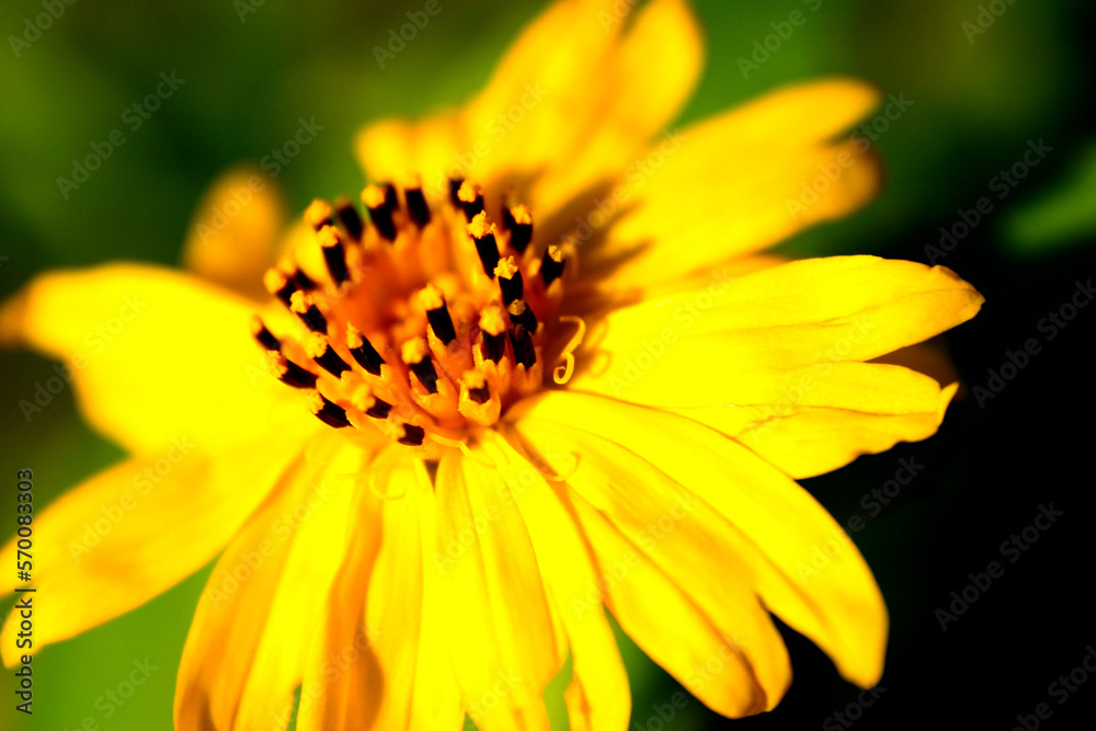 Le tournesol, que l’on nomme aussi soleil ou hélianthus Le tournesol, que l’on nomme aussi soleil ou hélianthus