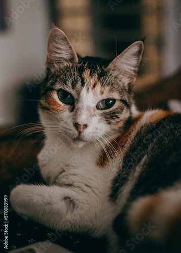 Gato te mira fijamente