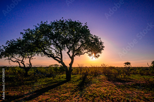 sunset through tree on safari in south africa