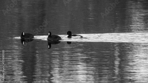 winter river with ducks
