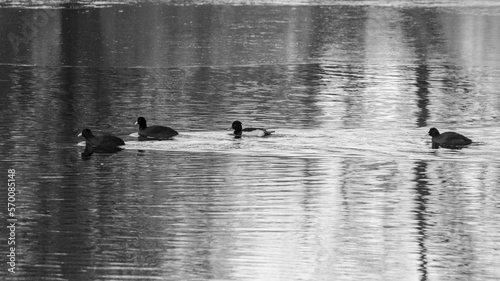 winter river with ducks
