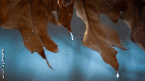 frozen drop on a leaf
