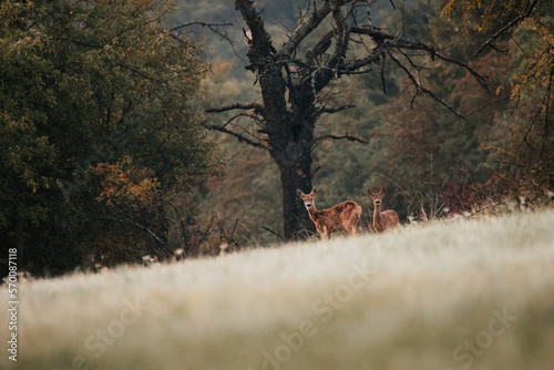 roe deer during sunrise on a meadow in the middle of a sunny day, wild nature, slovakia
