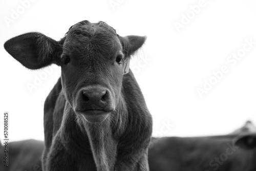 Beefmaster calf closeup on farm in black and white, isolated against background with copy space.