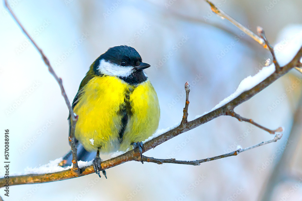 beautiful titmouse in winter on a tree branch close-up