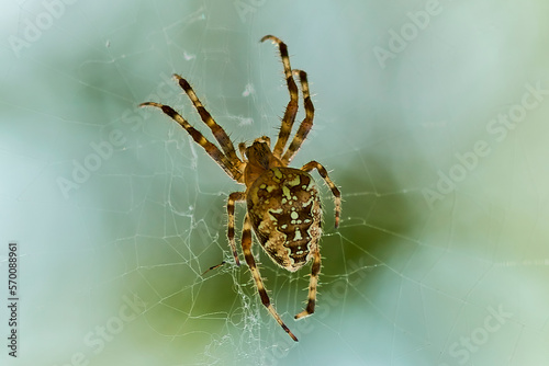 big beautiful spider in its web close up