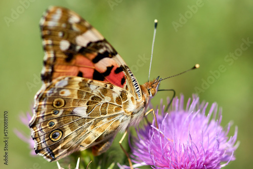 beautiful butterfly on a flower close-up