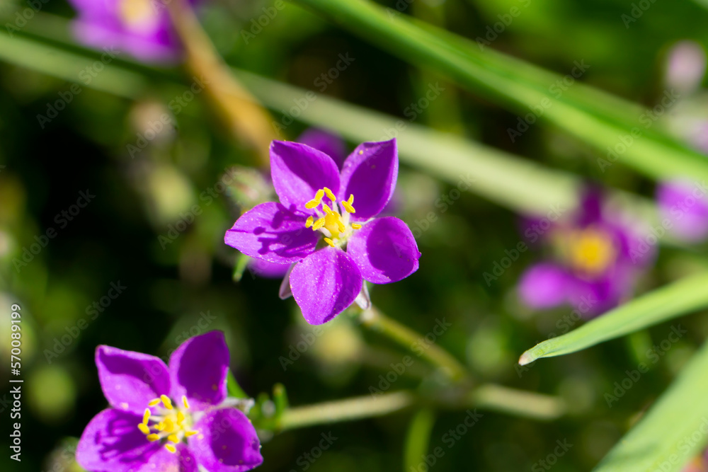 Spergularia rubra plant with tiny pink or blue flowers. Violet, purple or pink star-shaped flowers of red sandspurry (Spergularia rubra, red sand-spurrey). Macro photo. Spergularia rubra plant with tiny pink or blue flowers. Violet, purple or pink star-shaped flowers of red sandspurry (Spergularia rubra, red sand-spurrey). Macro photo.