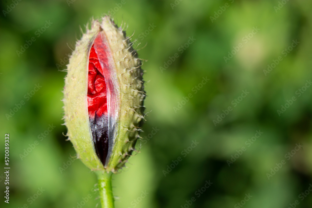 Poppies selective focus. Vibrant flowers. Low angle shot of bright red poppies. Vivid poppy. Beautiful red poppy flowers on green fleecy stems grow in the field. Scarlet poppy flowers. Macro photo. Poppies selective focus. Vibrant flowers. Low angle shot of bright red poppies. Vivid poppy. Beautiful red poppy flowers on green fleecy stems grow in the field. Scarlet poppy flowers. Macro photo.