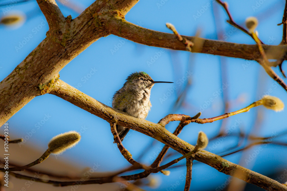 Anna's hummingbird (Calypte anna) perched on branch on sunny winters day side profile