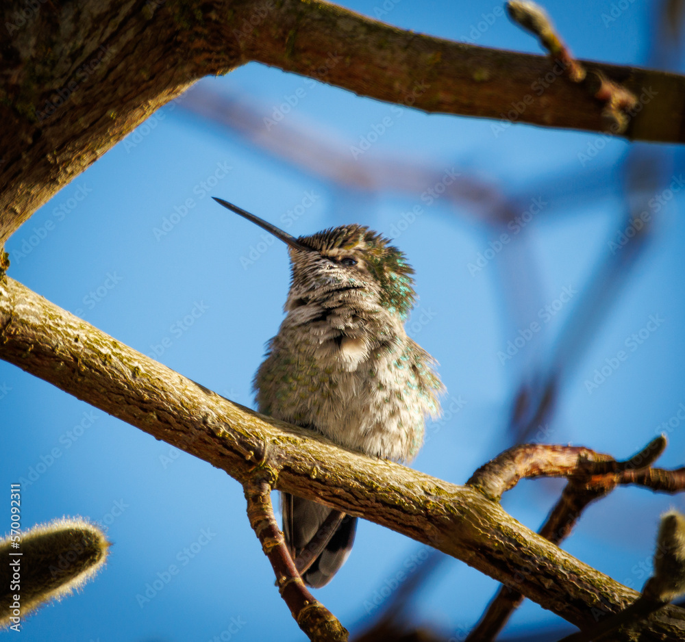 Close up of Anna's hummingbird (Calypte anna) perched on branch on sunny winters day