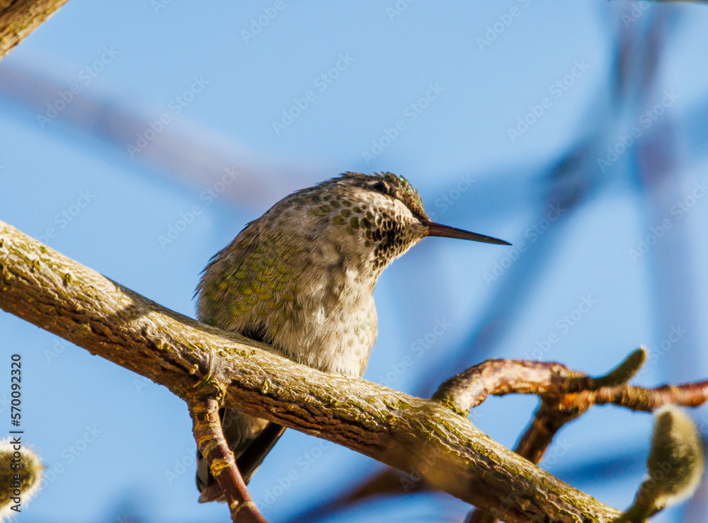 Anna's hummingbird (Calypte anna) tilting head perched on branch on sunny winters day