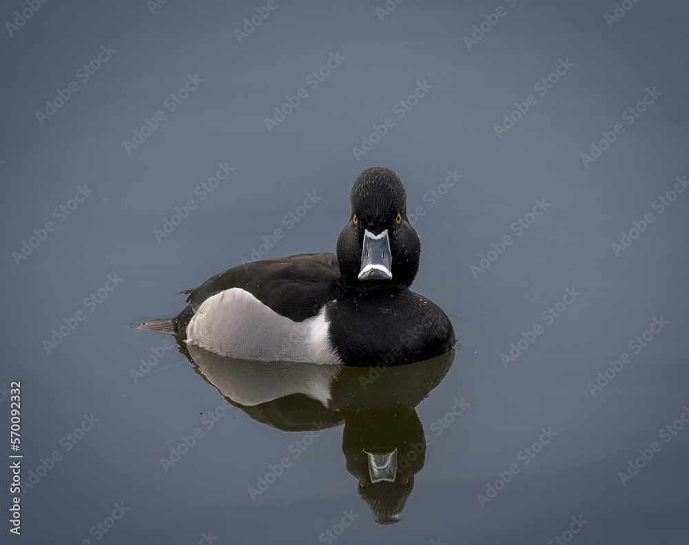 Beautiful Ring-necked duck (Aythya collaris) and reflection on quiet pond